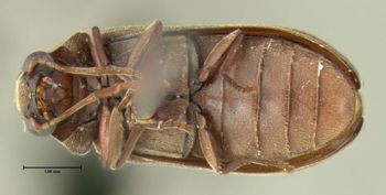 Media type: image;   Entomology 612566 Aspect: habitus ventral view